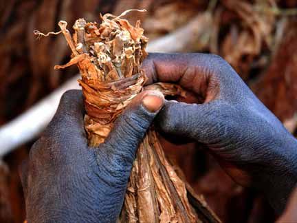 Malawi Children Picking Tobacco