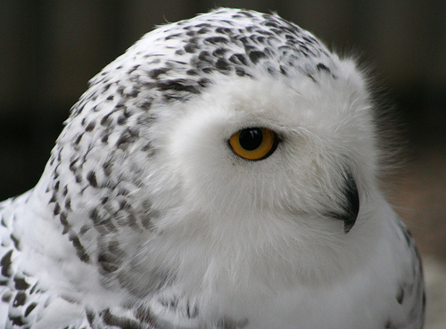 Lovelorn Snowy Owl Continues 7 Year Quest to Find Mate | MEDIA ROOTS ...