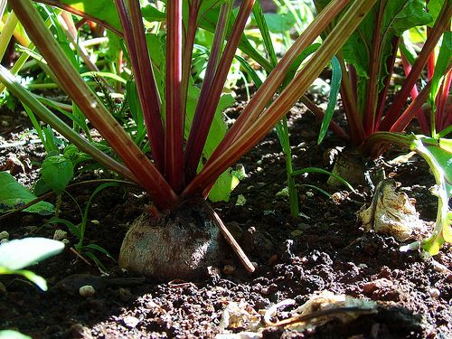 sugar beets